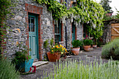 Historic cottage with turquoise-green doors and overgrown with white blue rain (Wisteria floribunda 'Alba')