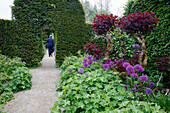 Man walking through a hornbeam hedge in a well-tended garden with ornamental leeks and wig bushes