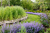 Garten mit holzgefasstem Blumenrondell und blühender Katzenminze