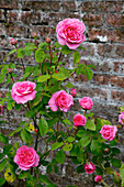 English rose (Rosa) in front of a historic brick wall