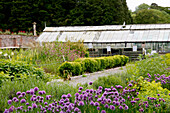 Herb garden with chives (Allium schoenoprasum) in front of an old greenhouse
