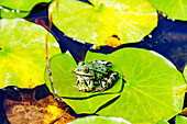 Grünfrosch auf einem Seerosenblatt
