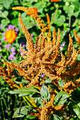 Amaranth (Amaranthus paniculatus 'Hot Biscuit')