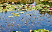 Seerosenteich mit blühenden Seerosen und Frosch im Wasser