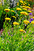 Fernleaf yarrow (Achillea filipendulina)