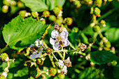 Blühende Brombeere (Rubus sect. Rubus) mit Bienen