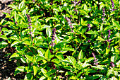 Blühender Zimt-Basilikum (Ocimum basilicum var. cinnamomum) im Kräuterbeet
