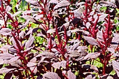 Blooming Joseph's coat amaranth (Amaranthus gangeticus)