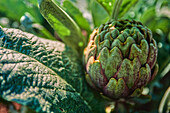 Fresh artichoke with leaves in garden