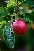 Red apple on branch