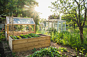Wooden raised beds and greenhouse in the sunny garden