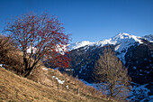 Vogelbeere (Sorbus aucuparia) mit Früchten vor verschneiter Berglandschaft (Val Müstair, Schweiz)