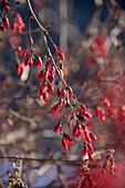 Rote Beeren der Gewöhnlichen Berberitze (Berberis vulgaris) im Winter