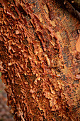 Flaking, reddish-brown bark of the cinnamon maple (Acer griseum)