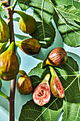 Fresh figs on branch with leaves
