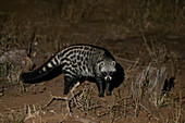 African civet foraging at night