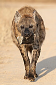 Spotted hyena with carrion