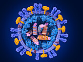 Influenza virus structure, illustration