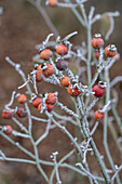 Hagebutte im Raureif