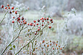Hagebutte im Raureif