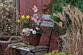 Lenzrose, Zierkohl, Narzissen (Narcissus cyclamineus 'Tête à Tête'), Primeln, Zweige mit getrockneten Pfaffenhütchen in Korb gepflanzt