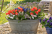 Zinkwanne auf der Kiesterrasse bepflanzt mit Leinblättiger Tulpe Bergbohnenkraut Gänseblümchen Traubenhyazinten Vergissmeinnicht und niedriger Jakobsleiter Haevenly Habit