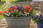 Zinkwanne auf der Kiesterrasse bepflanzt mit Leinblättiger Tulpe, Bergbohnenkraut, Gänseblümchen, Traubenhyazinten, Vergissmeinnicht und niedriger Jakobsleiter 'Haevenly Habit'