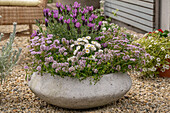 Betonschale bepflanzt mit Schopflavendel, Bergbohnenkraut, Gänseblümchen