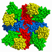 Neuraminidase complexed with antibody, molecular model