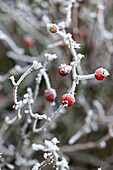 Hagebuttenzweige mit Raureif im winterlichen Garten