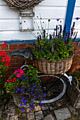Fahrrad mit Blumenkörben, bepflanzt mit Salbei und Petunien vor Backsteinmauer