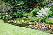 Üppig bepflanzter Wassergarten mit Seerosen und Mammutblatt (Gunnera)