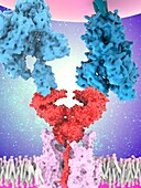 Coronavirus spike protein and receptor, illustration