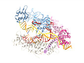 CRISPR Cas12a protein, molecular model