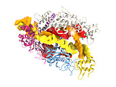 CRISPR Cas12a protein, molecular model