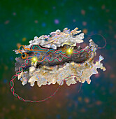 CRISPR Cas12a protein, illustration