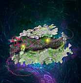 CRISPR Cas12a protein, illustration