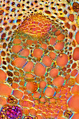 Larkspur (Delphinium sp.) vascular bundle, light micrograph