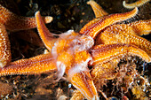 Common starfish spawning
