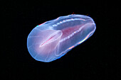 Beroe comb jelly