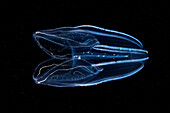 Bolinopsis comb jelly