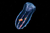 Amphipod inside a comb jelly
