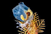Dendronotus nudibranch