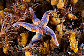 Common starfish