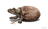 Triceratops dinosaur hatching, illustration