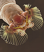Black fly larva, SEM