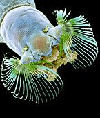 Black fly larva, SEM