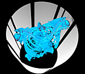 Human torso, 3D CT scan