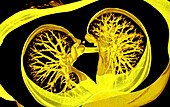 Healthy lungs, 3D CT scan