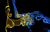 Human ear, 3D CT scan